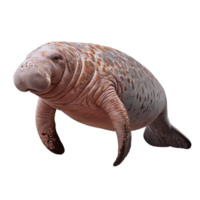 Manatee Floating in Water png