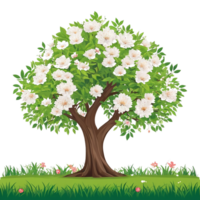 Tree with flower on transparent background png