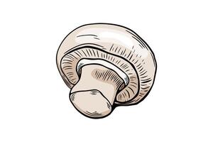 Sketchbook champignon mushroom coloring, color, etching. black and white line drawing by hand vector