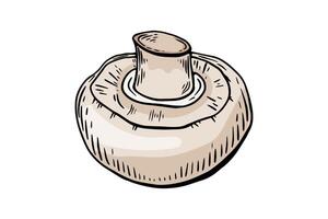 Sketchbook champignon mushroom coloring, color, etching. black and white line drawing by hand vector