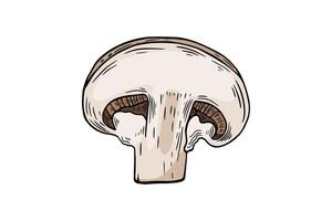 Sketchbook champignon mushroom slice, color, etching. black and white line drawing by hand vector