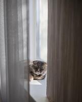 lazy gray cat lies on the windowsill photo