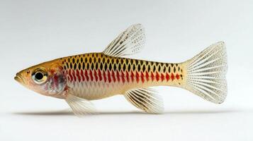 killifish Aplocheilus lineatus gracefully glides against a stark white backdrop displaying its striking orange and patterned scales. This freshwater species highlights its elegant fins. photo