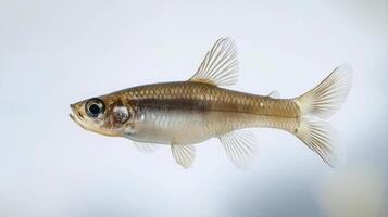 White Cloud Mountain Minnow glides effortlessly displaying its exquisite fin structure and shimmering scales against a clean white backdrop illustrating its natural beauty. photo