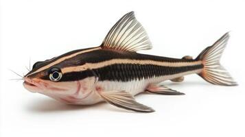 striped Raphael catfish swims gracefully highlighting its unique black and white stripes and slender body perfectly adapted to its freshwater habitat. photo