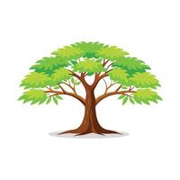 Sassafras Locust tree isolated flat illustration on white background vector