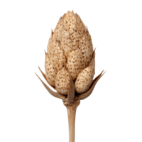 Close-up of an artistic plant bud with intricate textures, isolated on transparent background. png