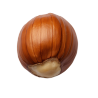 Single hazelnut with a smooth, shiny shell, isolated on transparent background. png