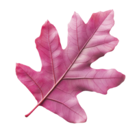 Pink oak leaf isolated on transparent background, showcasing intricate details and vibrant color. png