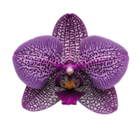 Stunning purple orchid with intricate patterns, displayed isolated on transparent background. png