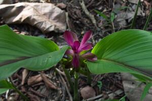 galangal plant flower buds bloom photo