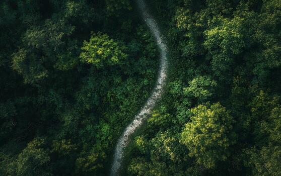 An aerial view of a forest with a path photo