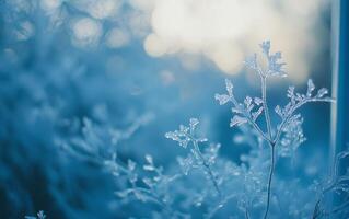 Frosty plants and trees in the winter photo