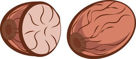 simple illustration of whole and chopped nutmeg vector