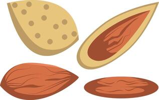 illustration of a set of whole almonds with shells and filling vector