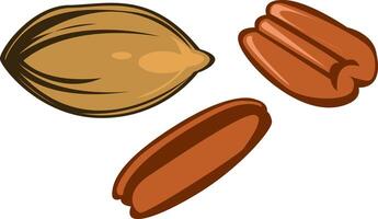 simple illustration of pecan seed and nut vector