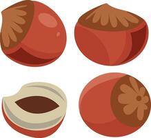 illustration of raw and chopped hazelnuts vector