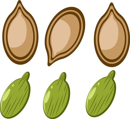 pumpkin seeds simple illustration set