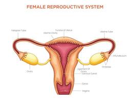 Structure and Function of the Female Reproductive System vector