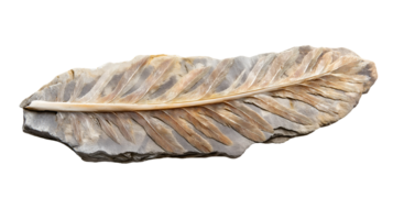 fossilized remains of an ancient bird feather imprinted in stone on isolated background png