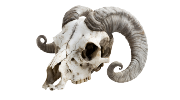 goat skull with curled horns on isolated background featuring detailed bone structure and intricate horn texture for anatomical reference and study png