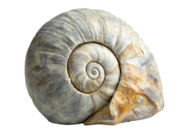 fossilized ammonite shell preserved in stone on isolated background showing intricate spiral structure and natural fossil detail png