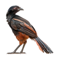 Greater coucal bird side view full body isolate on transparency background png