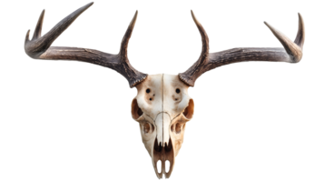 deer skull with antlers attached showcasing intricate bone structure on isolated background png