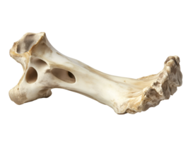 detailed image of a human metatarsal bone showing foot structure with visible holes and bone texture on isolated background png