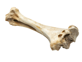 close-up of a tibia bone shinbone showcasing long structure and anatomical detail on isolated background png