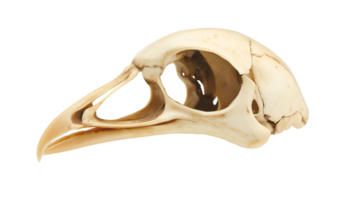 bird skull with intricate bone structure and prominent beak on isolated background, detailed avian skeletal remains showing hollow eye sockets and bone texture png