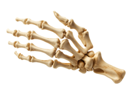 close-up of a human hand skeleton showcasing phalanges and metacarpal bones on isolated background with detailed bone structure png