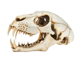 close-up of a tiger skull highlighting the large canine teeth and sharp jaw structure on isolated background png