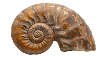 fossilized ammonite with intricate spiral patterns preserved in stone on isolated background png