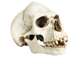 close-up of a gorilla skull with prominent jaw and large teeth on isolated background showcasing detailed bone structure png