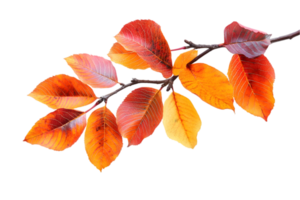 autumn leaves on a branch with a transparent background png