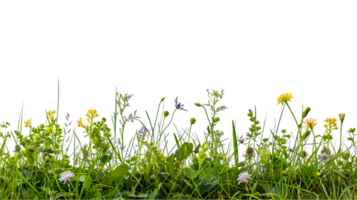 A field of grass with flowers and butterflies png