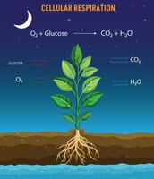 Cellular Respiration Energy Production through Glucose and Oxygen Conversion vector