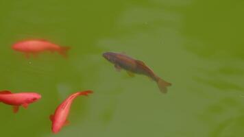 Group Of Colorful Goldfish Are Swimming In An Artificial Pond Top View. Fish Movement On Water Surface. video