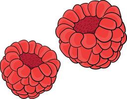Raspberry berry colorful illustration vector