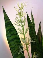 Rare Flowering Sansevieria Trifasciata, commonly called Snake Plant or Mother-in-law's tongue photo