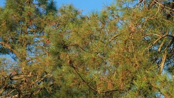 Pine Cone On A Pine Tree. Pine Cone And Branches. Green Needle Pine Tree. video