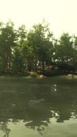 A body of water with trees in the background video