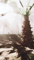A palm tree in the middle of a foggy forest video