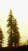 A forest filled with lots of tall trees video
