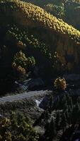 An aerial view of a road surrounded by trees video