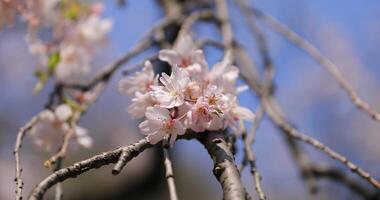 Cherry blossom at Koishikawa kourakuen park in Tokyo handheld closeup video