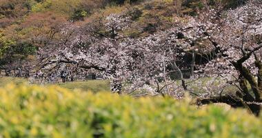 Cherry blossom at Koishikawa kourakuen park in Tokyo handheld focusing video