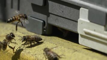 Bees, pollen, hive - Close-up view of bees with colorful pollen on legs near beehive entrance, 240 fps slow motion, pollination process in nature. Apis mellifera video