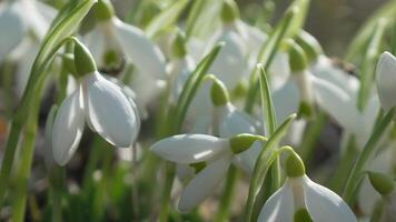 Snowdrop pollinated by bee during early spring in forest. Snowdrops, flower, spring. White snowdrops bloom in garden, early spring, signaling end of winter. Slow motion, close up video